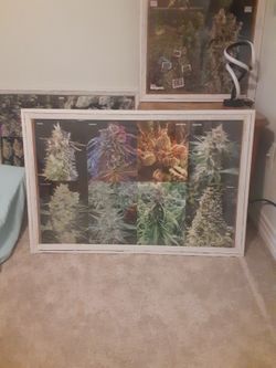 Homemade CannaArt Pictures $80 Each