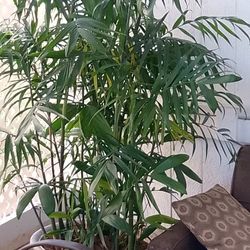 Parlor Bamboo Palm Mature 6 Ft.