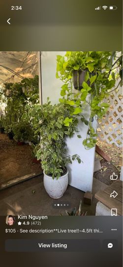 See description**Live tree!!~4.5ft thick trunk/ variegated Ficus Benjamina; ceramic pot not included