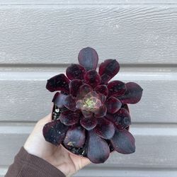 4” Rare Aeonium Medusa Succulent