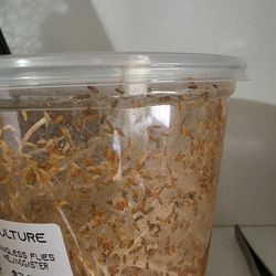 Wingless fruit fly colony