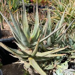 Aloe Vera 5gal different Varieties $15