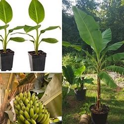 Baby Banana Tree