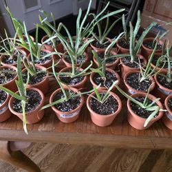 Free Aloe Plants