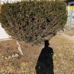 Outdoor Shrubs 