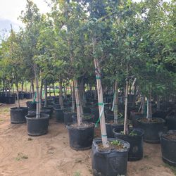 Encinos Arboles ..Y 45 Gallon 