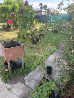 7 Feet Tall Pink Rose Plant