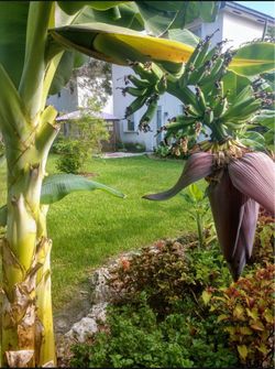 Dwarf banana tree