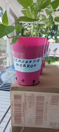 Macetas De Diferentes Plantas Sembradas. 