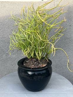 Pencil Cactus in Black Ceramic Pot