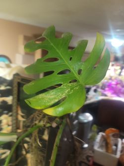 Monstera Aurea Marmorata 6 Foot Roots 