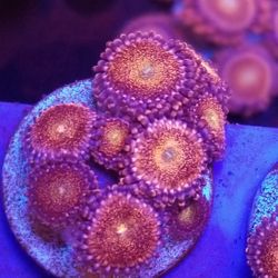 Reef Tank Inhabitants 