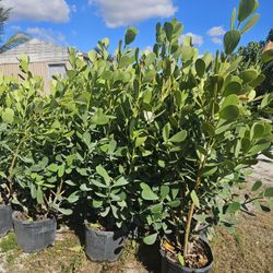 huge clusias podocarpus over 4 feet   instant privacy  Hedge  for fences 
