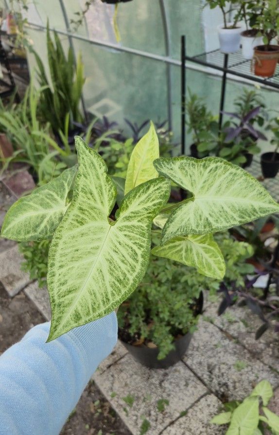 Arrowhead Starter Size Plant