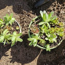 Succulents  10.00 Smaller $8.00