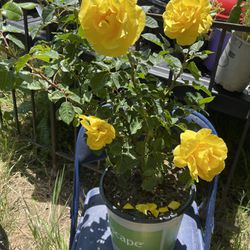 Bush Rose Plant
