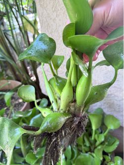 Water plants