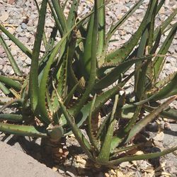 Aloe Plants 