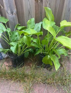 Hosta plant
