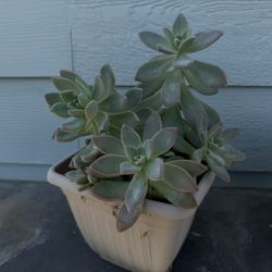 Succulent Pot