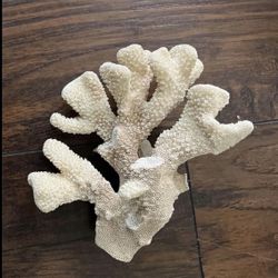 White Cauliflower Coral Cluster (pls Read Description Below)