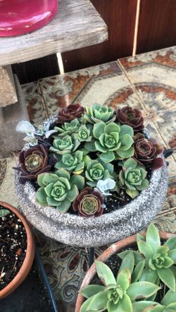 Succulents starting at $5