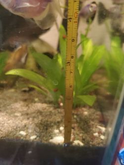 4-6" tall Amazon Sword Plants