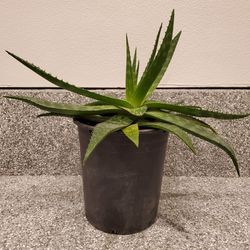 Soap Aloe Plant 