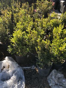 Boxwood