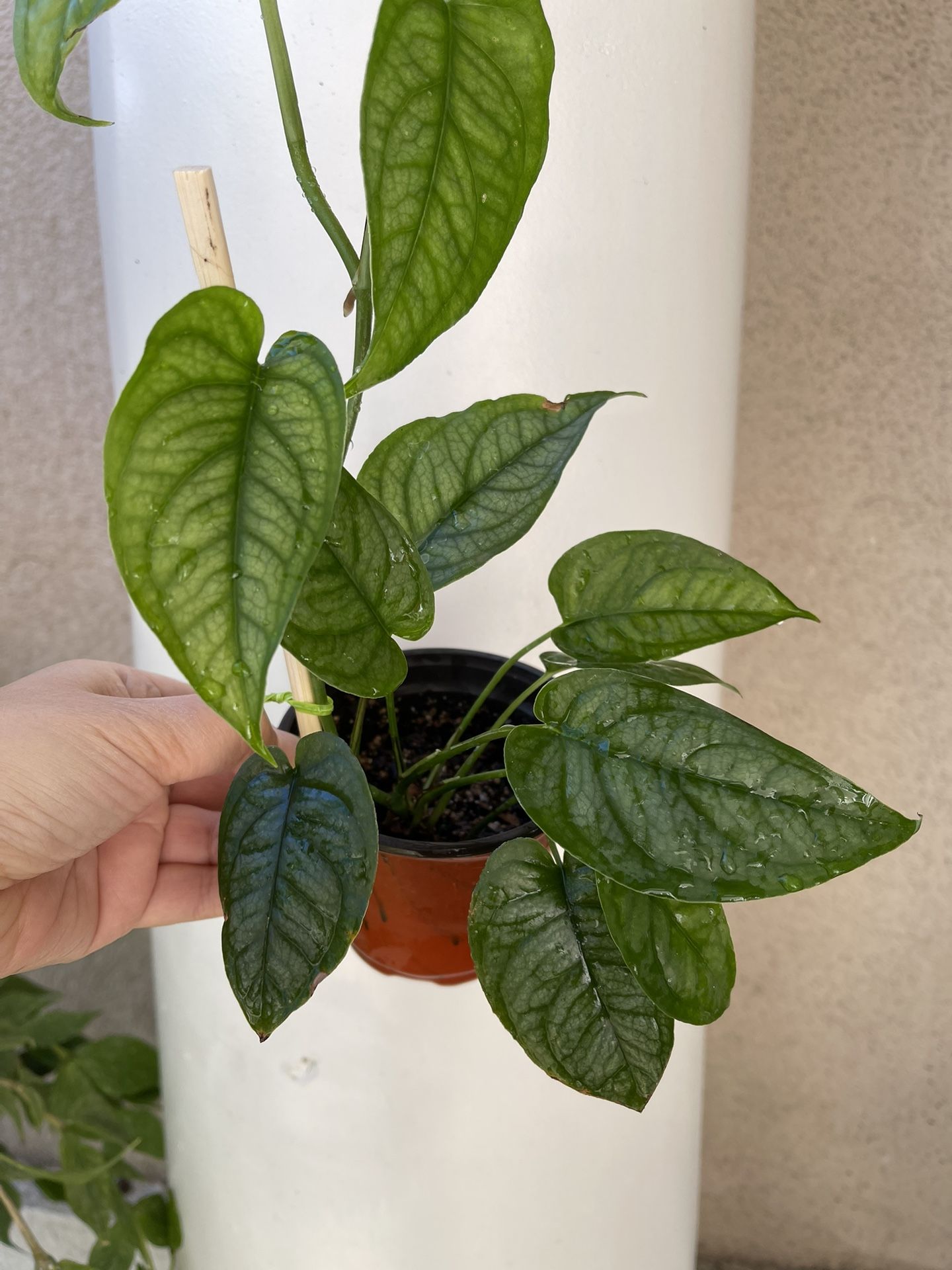 Monstera Siltipecana Plant