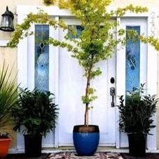 Beautiful Landscaping Trees