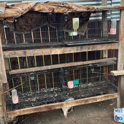 Cages 