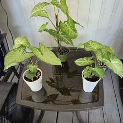 Small Arrowhead Plant's 