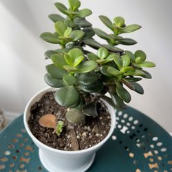 Jade Plant