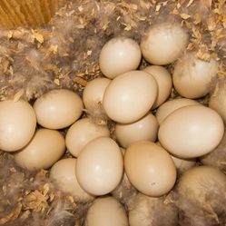 Fresh Duck Eggs $2 Each 