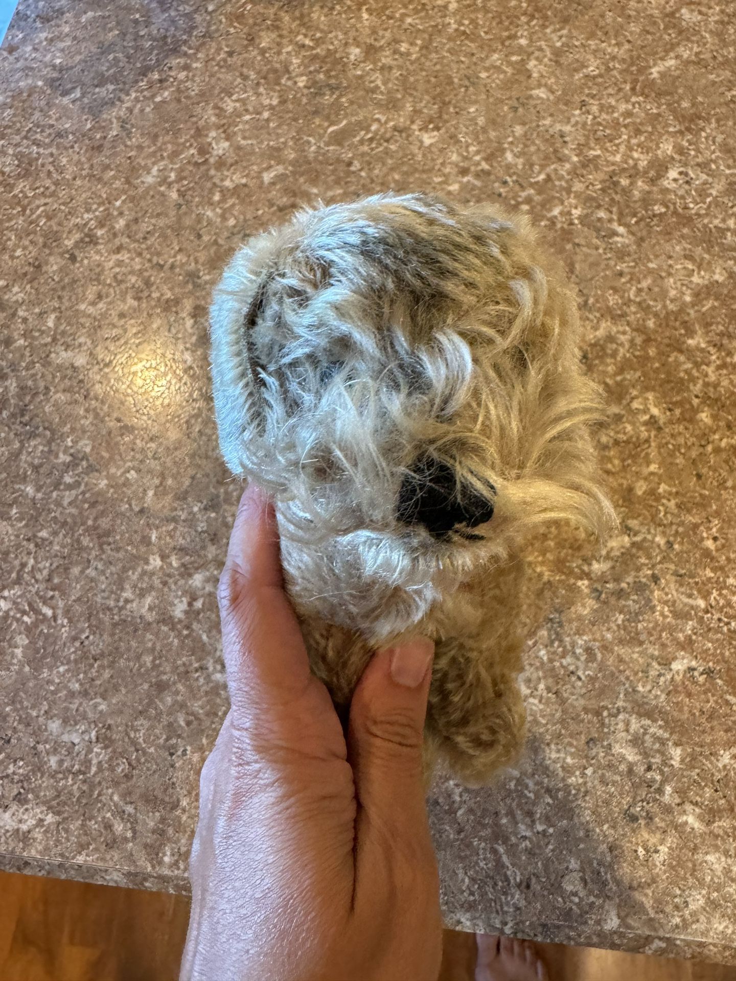 Vintage Steiff Schnauzer Dog From Germany Shipping Avaialbe