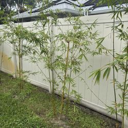 Graceful Bamboo