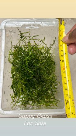 Guppy Grass Live Aquarium Plants