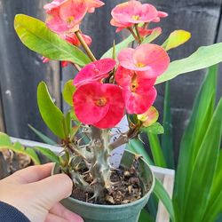 Hermosa corona de cristo