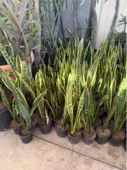 Snake plant