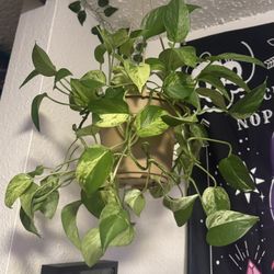 hanging pothos plant