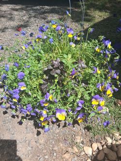 Viola hanging basket