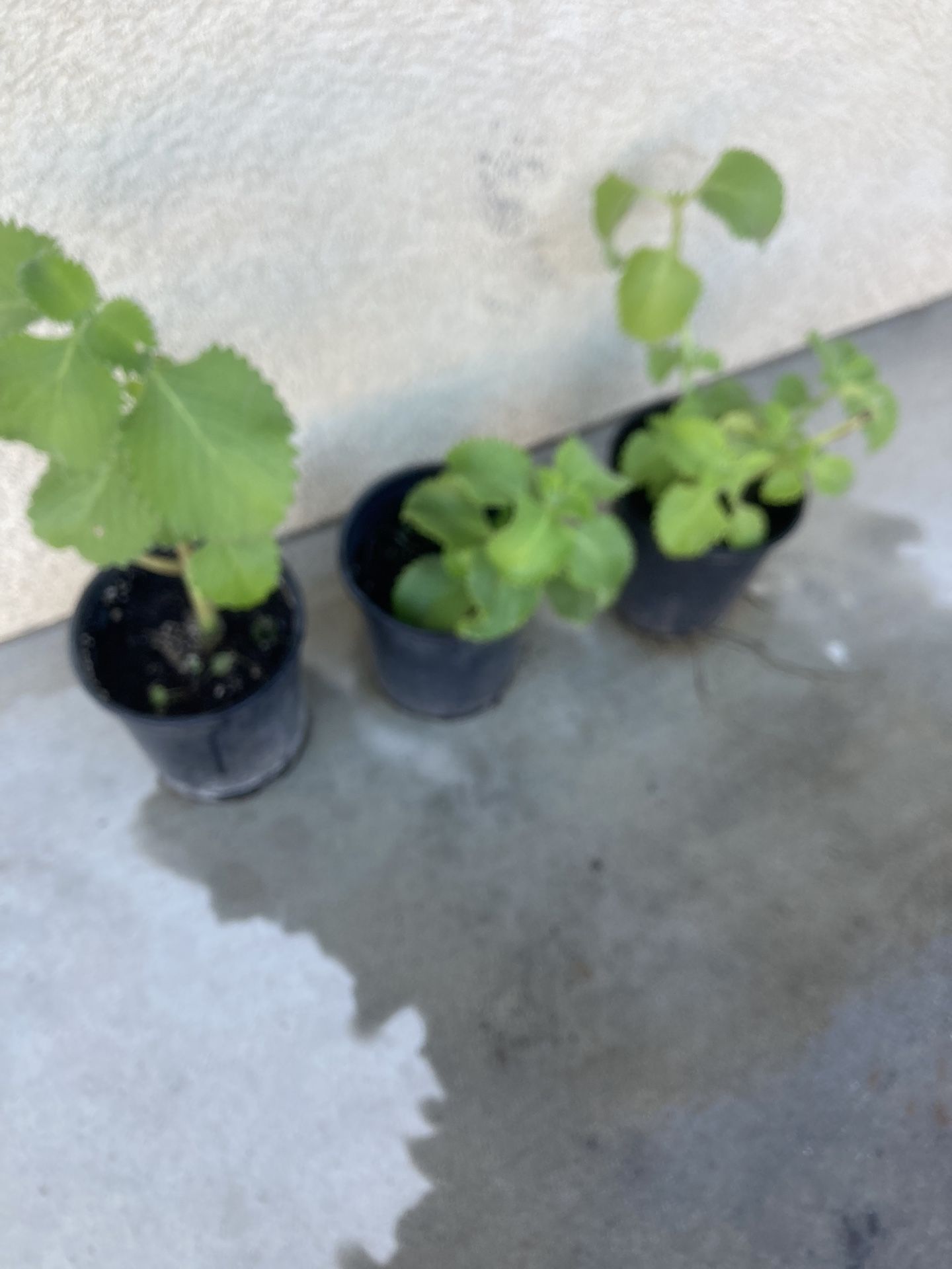 Planta De Oregano Orejon