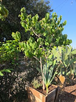 Chirimoyo tree