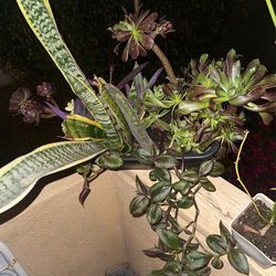 REAL Succulent Window Box