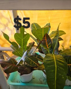 Croton plants