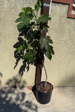 Árbol de higo, 5 pies de alto $40