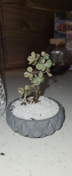 Variegated Elephant Bush in Gray Concrete Pot