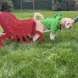 Sleigh