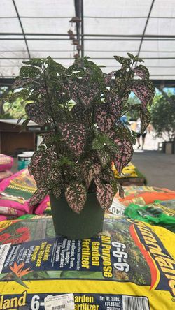 Hypoestes Pink - 1 Gallon